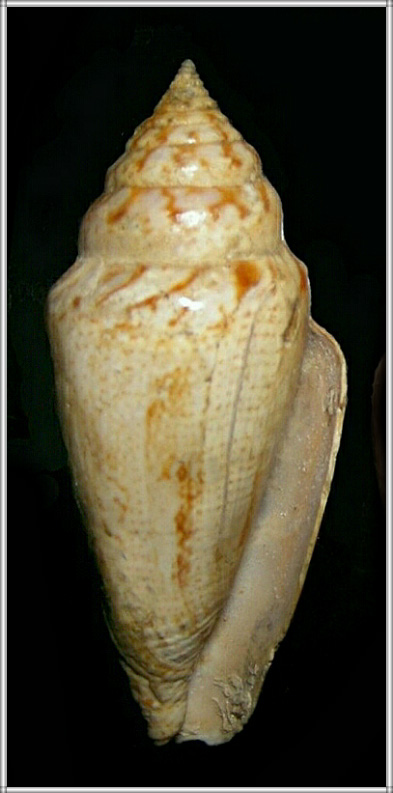 Conus desidiosus (Adams, 1854)